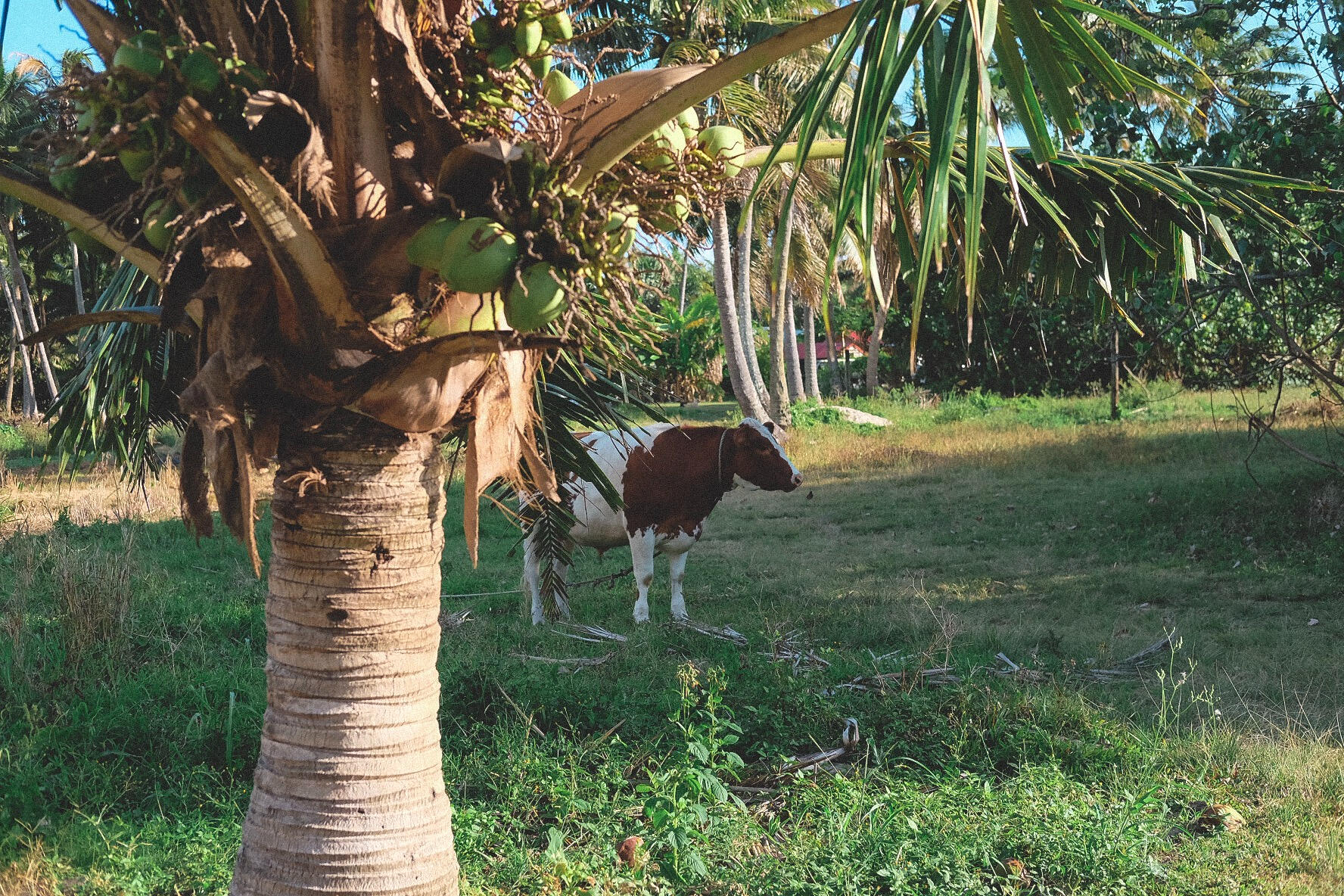Island Friend
